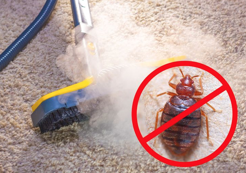 8 astuces ingénieuses pour éliminer les punaises de lit